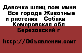 Девочка шпиц пом мини - Все города Животные и растения » Собаки   . Кемеровская обл.,Березовский г.